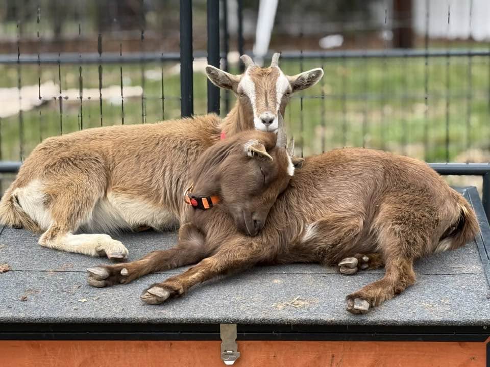Two goats spending time together at Harper Farm.